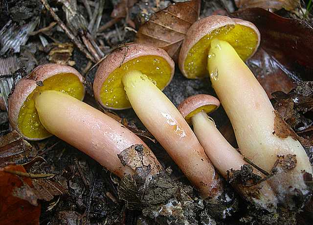 Aureoboletus gentilis     (Qul.)      Pouzar